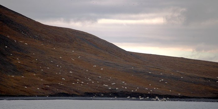 На острове Врангеля более 200 белых медведей пришли кушать труп гренландского кита остров Врангеля, белый медведь, белые медведи, Обед, длиннопост