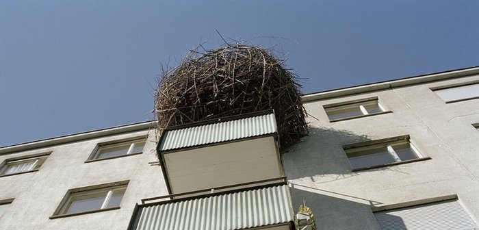 Found a griffin's nest - Russia, Humor, Photo hitch, Birds, Town