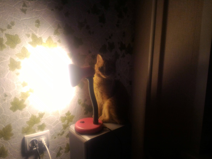 I now also have my own cat lamp ^^ - My, cat, Cat with lamp, Animals