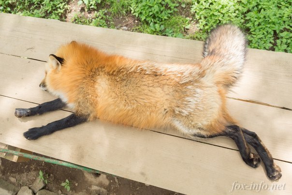 carefree fox village - Fox, Fyr, Fox Village, Carelessness, Milota, Longpost