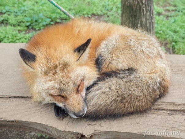 carefree fox village - Fox, Fyr, Fox Village, Carelessness, Milota, Longpost