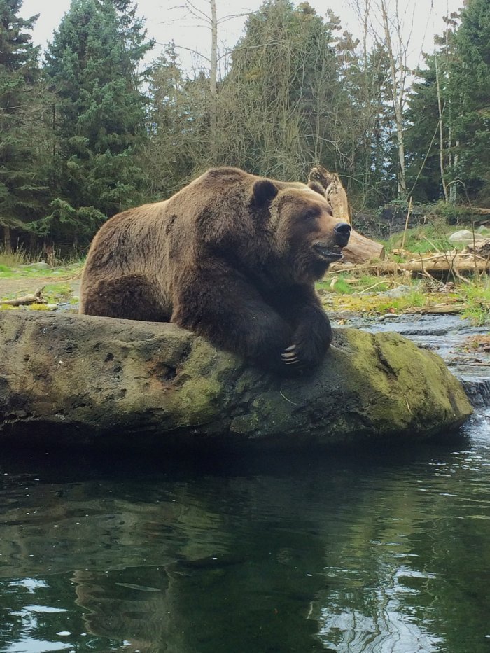 Did you bring the fish, bro? - Bear, Not mine, The Bears