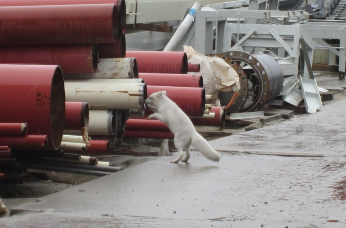 Hello, here I am! - My, Arctic fox, Pipe