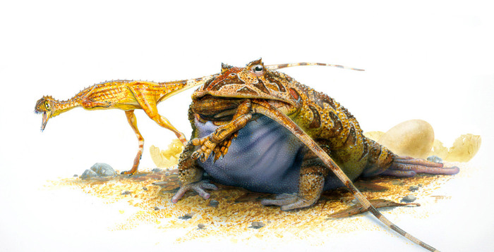       Beelzebufo ampinga, , , , 