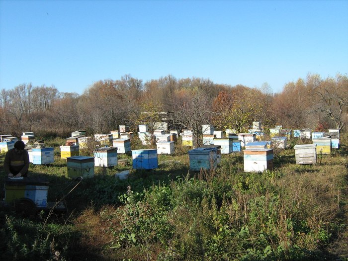 TOP STEREOTYPICAL MISTAKE WHEN SELECTING HONEY - My, Honey, Beekeeping, Apiary, Top, Text, Longpost