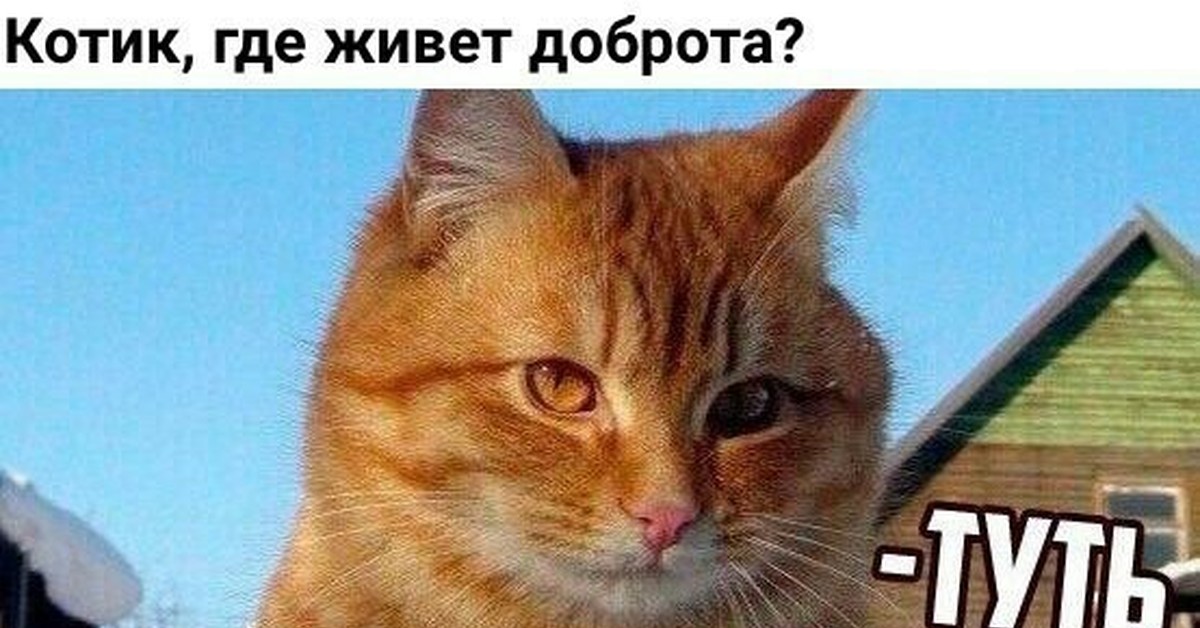 Туть в сердце. Ты опять уходишь на работу скажи честно у тебя там другой кот. Котенок лайк котенок лайк. Котик туть мем. Котик где он.