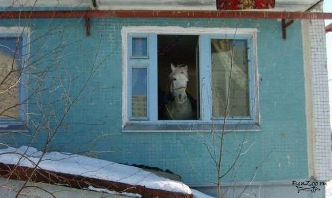 Идешь такой а тут такое - Лошади, Город, Дом, Юмор, Фотография