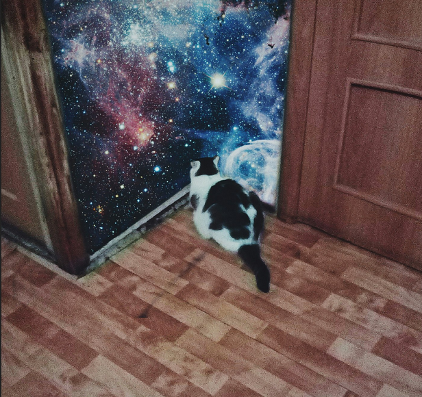 Zalip - cat, Space