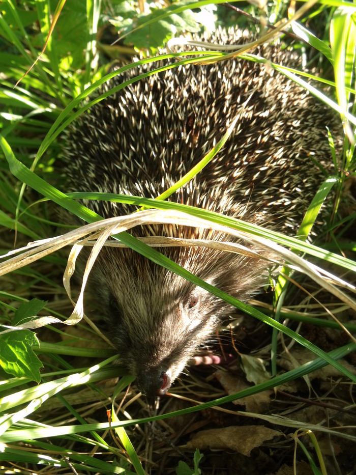 Disgruntled forest dweller - The photo, Hedgehog, My, Longpost, Nature