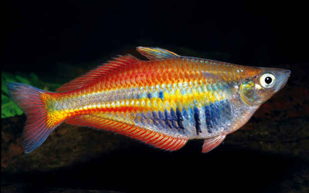 Chilatherina Alleni rainbowfish