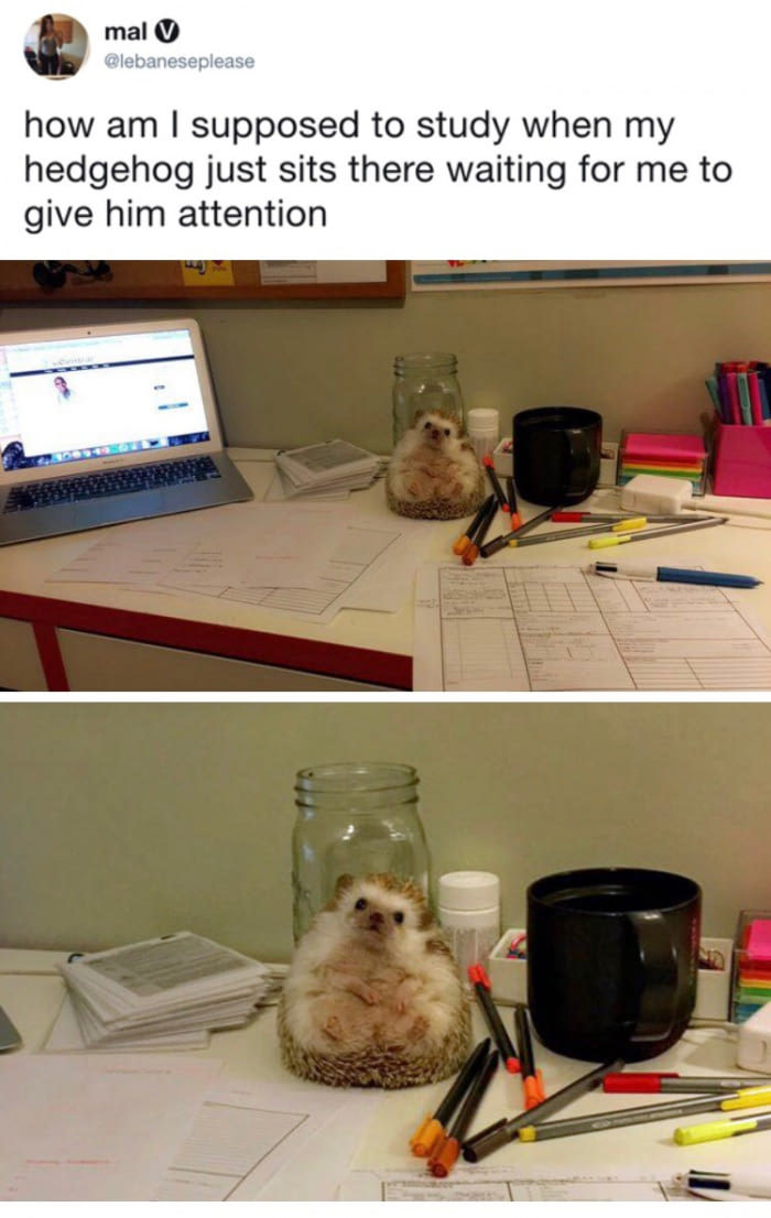 Hedgehog - Hedgehog, Is sitting, On the table, Picture with text, Table