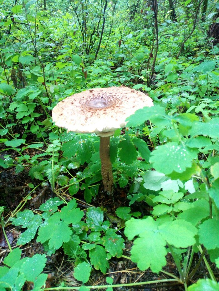 Natural beauty - My, Mushrooms, Nature, 