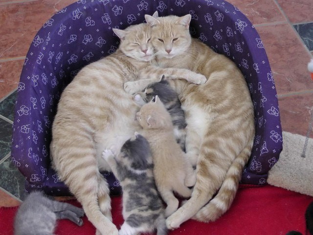 Family idyll - cat, Kittens, Family, Animals, Milota