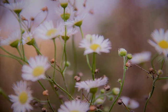 Beauty is in simplicity. - My, Longpost, beauty of nature, Chamomile, Autumn, Canon 600D, The photo