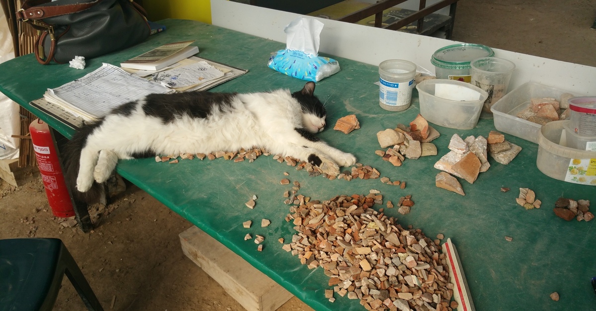 кот археолог