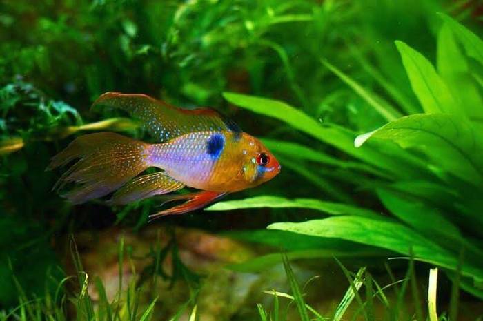 Mikrogeophagus ramirezi  