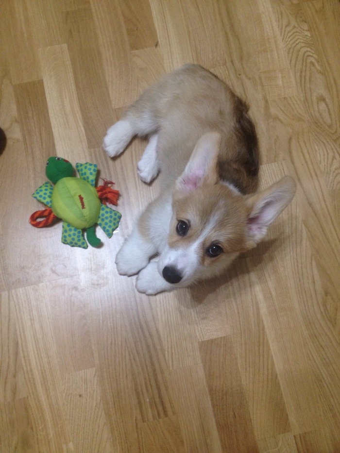 Dog life - Dog, Welsh corgi pembroke, Devotion, Longpost