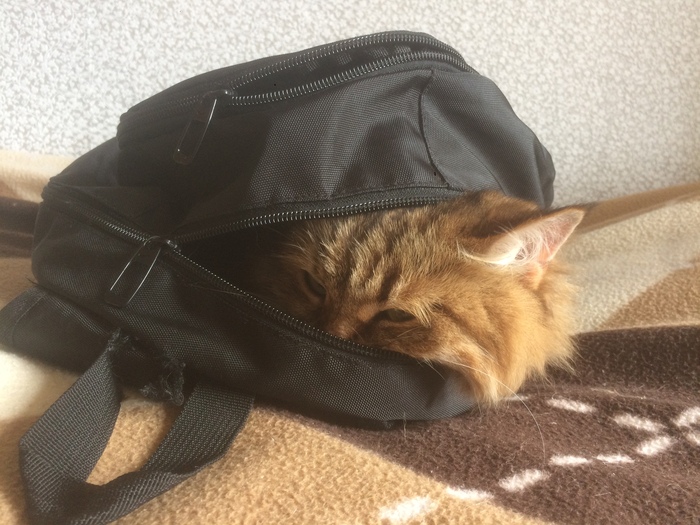 When a cat doesn't want to be home alone 2 - cat, Backpack