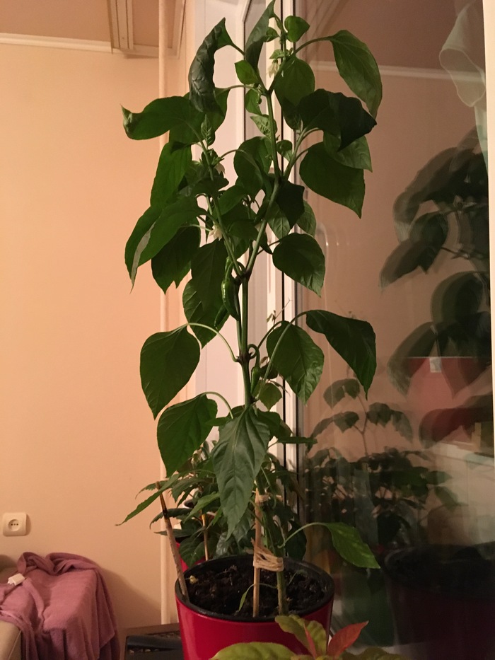 I have a pepper 60 cm - My, Pepper, Sharp, Increased, Greenery, Jalapeno, Houseplants