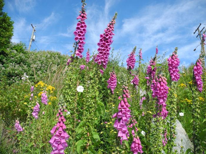 It's been and gone - My, Summer, Wildflowers, Summer colors