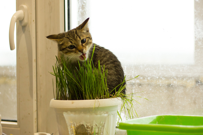 Shaw do not eat, then trample - My, cat, Grass, Greed