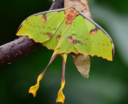 Argema mimosae is a moth from the monotypic genus Argema in the peacock-eye family (Saturniidae). - Butterfly, Peacock's Eye, Mimosa, The photo, Macro photography, Aesthetics, Green