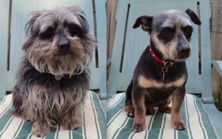 Funny pictures of dogs before and after a haircut - Dog, Стрижка, Humor, Animals, Longpost