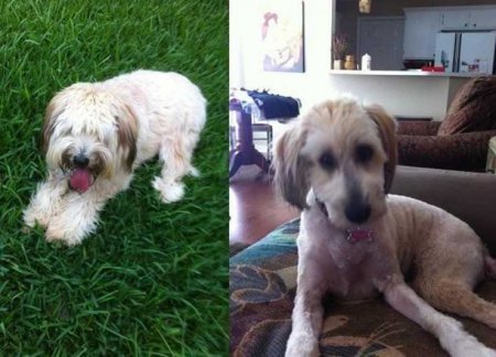 Funny pictures of dogs before and after a haircut - Dog, Стрижка, Humor, Animals, Longpost