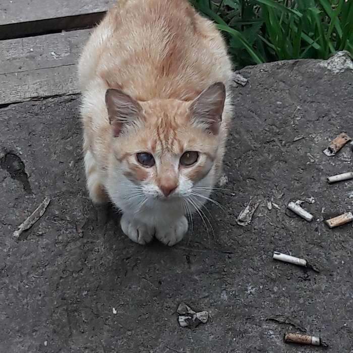 Cat Kutuzov and dog Chernysh. - My, Dog, cat, Longpost