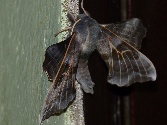 The angel on duty appeared to me at night .... - The photo, Butterfly, Night, My