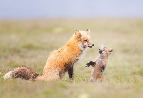 Mom, look how I can!! ^.^ - Animals, Ururu, Milota, Fyr, Fox