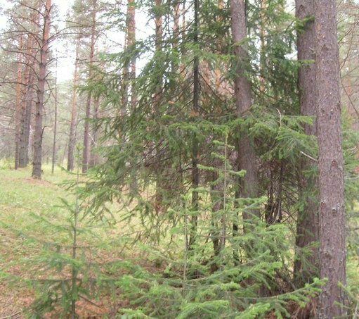 Стих неизвестного поэта.