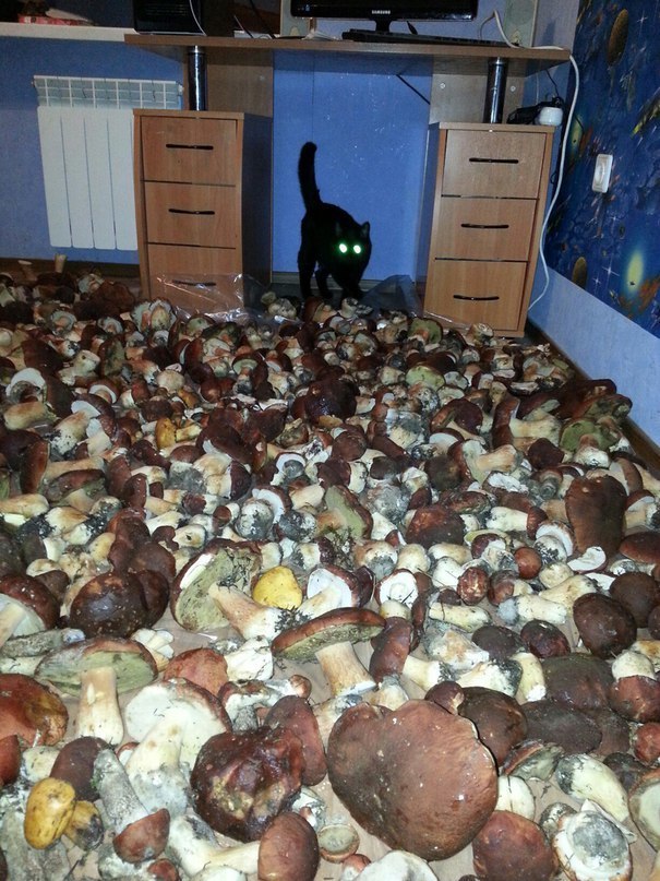 Collected some mushrooms - cat, Mushrooms, Not mine