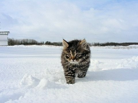 Снежный Барсик! - Зима близко, Кот, Фотография, Котята