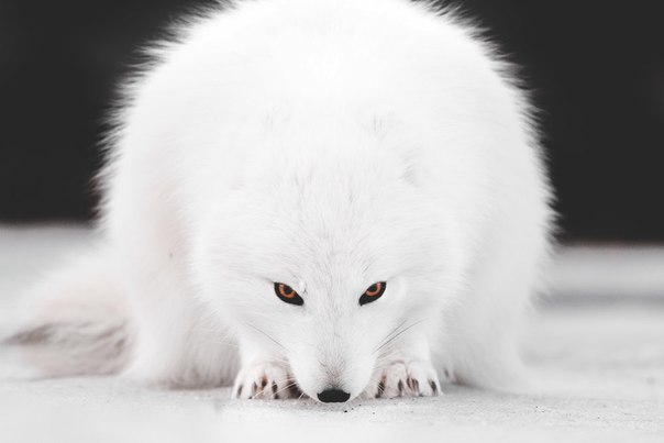 Magnificent fox :o - Fox, Fyr, Arctic fox, Milota, Longpost