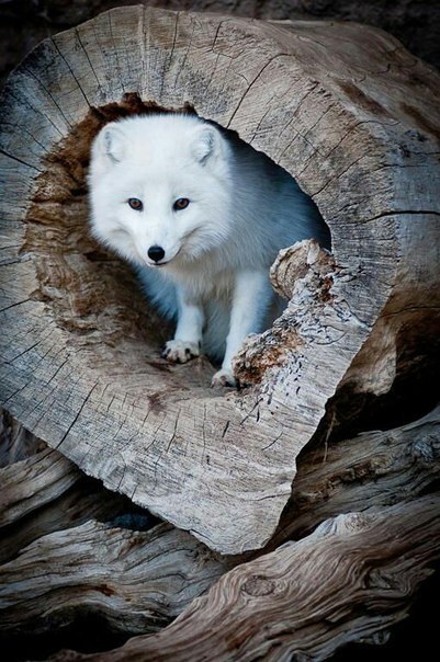 Magnificent fox :o - Fox, Fyr, Arctic fox, Milota, Longpost