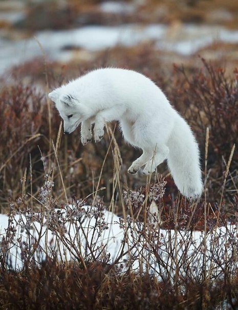 Magnificent fox :o - Fox, Fyr, Arctic fox, Milota, Longpost