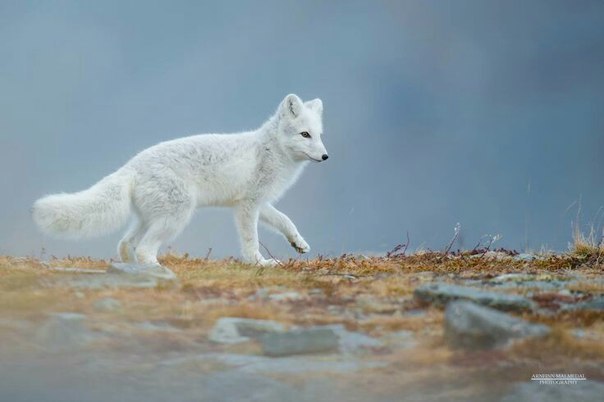 Magnificent fox :o - Fox, Fyr, Arctic fox, Milota, Longpost