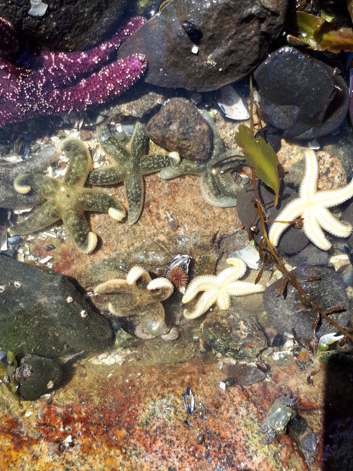 Sea stars - My, Starfish, Marine life, , Text, Tide