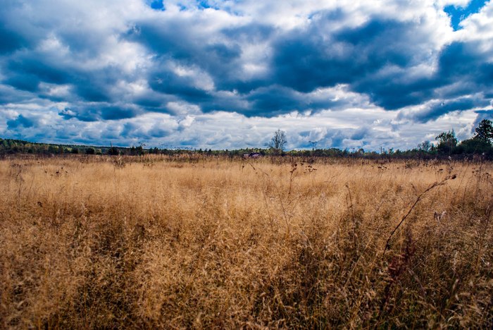 Orlovskoye Polesie - My, Orlovskoye Polesie, Sky, Grass, Autumn, Contrast