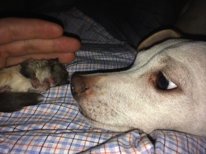 People said that this helpless creature would not survive. But the guy was determined - The rescue, , Animals, Story, Feat, , , Kindness