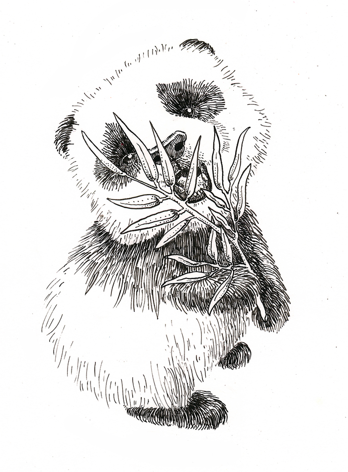Ink sketches - My, Drawing, My, Graphics, Sketch, Mascara, Animals, Birds, Panda, Longpost, Inktober