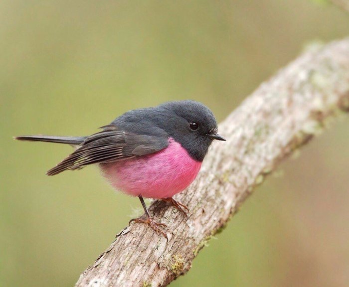 Raspberry petroica. - Crimson-breasted petroica, Birds, The photo, Nature