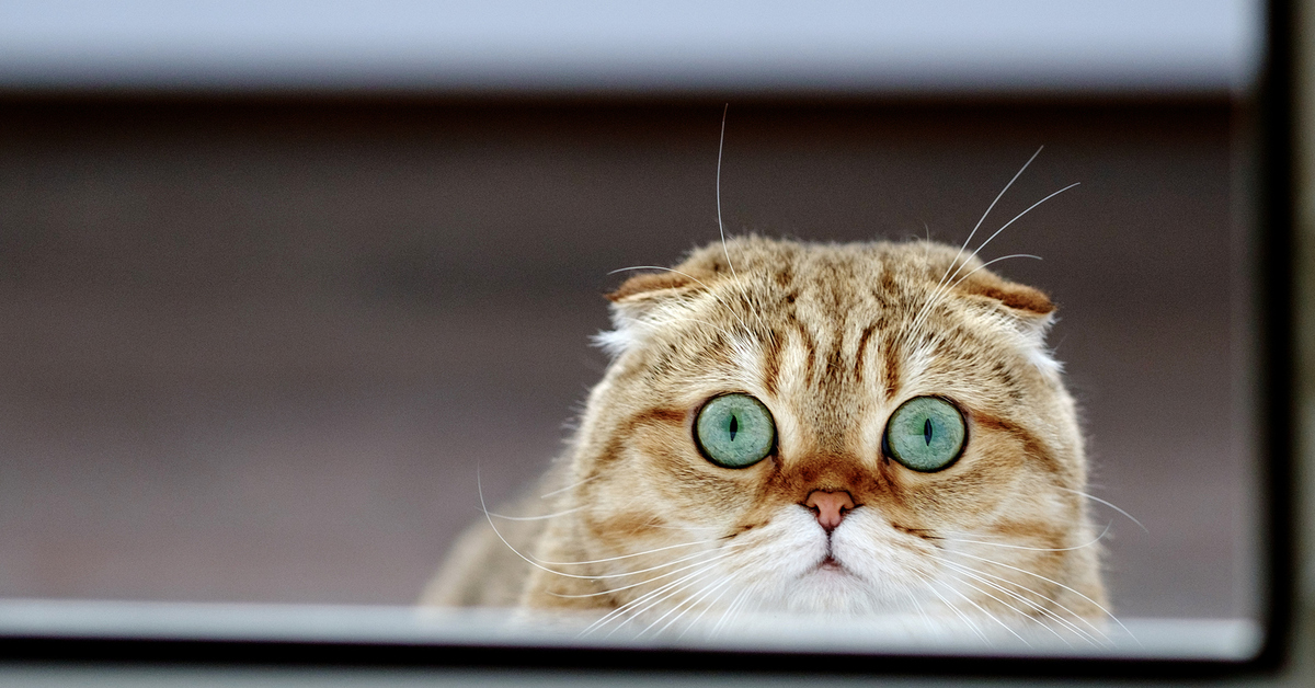 Смотрят кошки на экране. Удивленный кот. Котики смешные. Кот на заставку. Кот выглядывает.