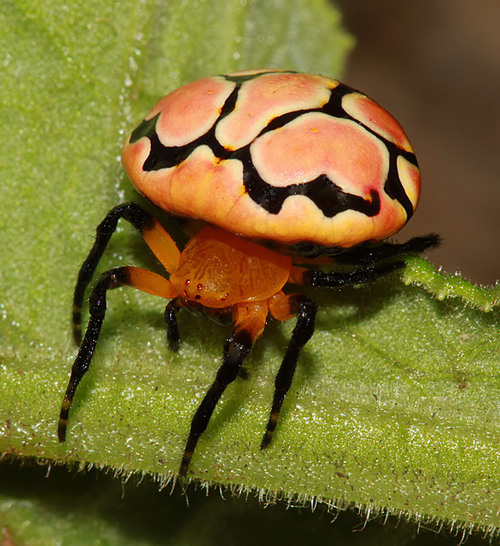 Spiders are good at cosplay. - My, Spider, Mimicry, Disguise, Longpost