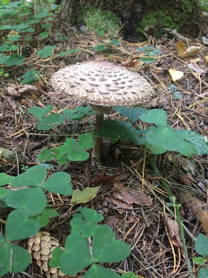    2017    , ,  , ,  , , 