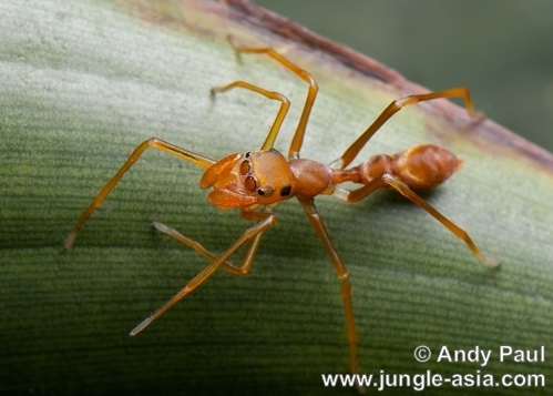 Spiders are good at cosplay. - My, Spider, Mimicry, Disguise, Longpost