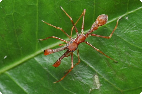 Spiders are good at cosplay. - My, Spider, Mimicry, Disguise, Longpost