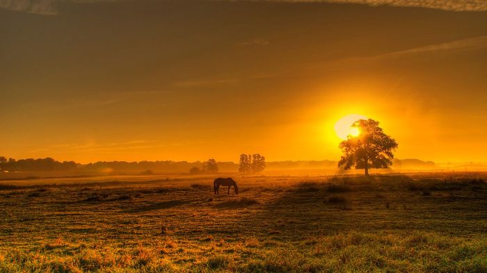 Sunset in the field... - Sunset, Horses, Field, Images, Wallpaper, , Landscape