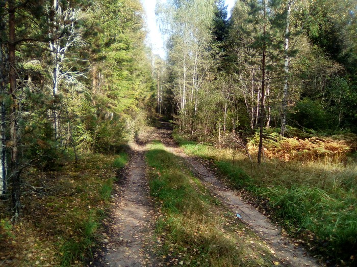 Walk, autumn, forest. - My, Walk, Dachshund, Pskov, District, Longpost